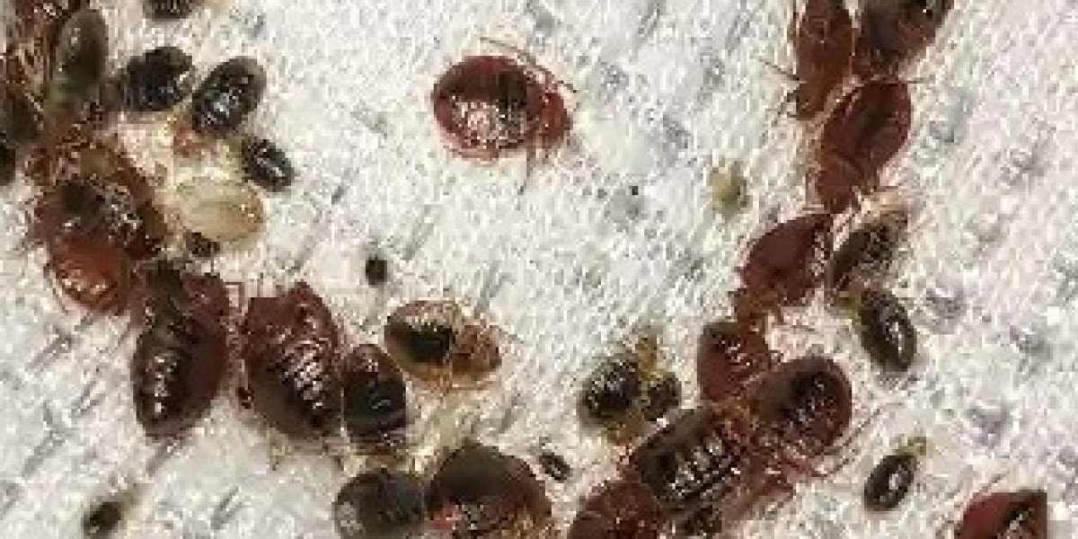Professional Pest Management Services